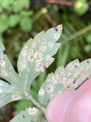 Puccinia hydrophylli