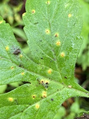 Puccinia hydrophylli
