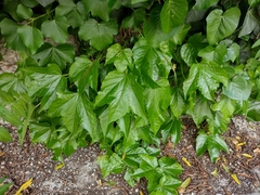Parthenocissus tricuspidata