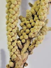 Tiganophyton karasense