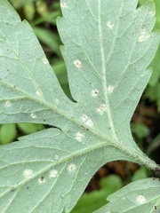 Puccinia hydrophylli