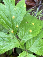 Puccinia hydrophylli