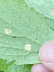 Puccinia hydrophylli