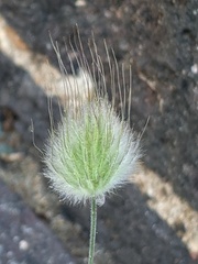 Lagurus ovatus