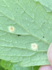 Puccinia hydrophylli