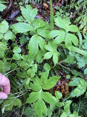 Puccinia hydrophylli