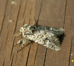 Pachetra sagittigera