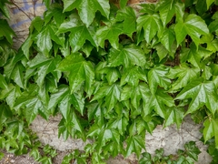 Parthenocissus tricuspidata