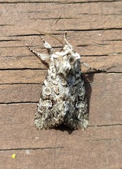 Pachetra sagittigera