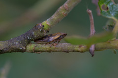 Omalophora pectoralis