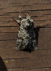 Pachetra sagittigera