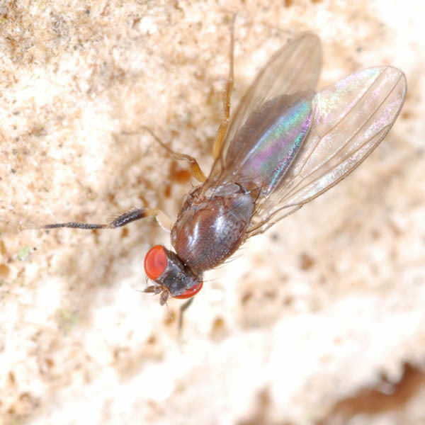 Chymomyza caudatula