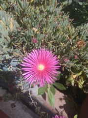 Lampranthus coccineus
