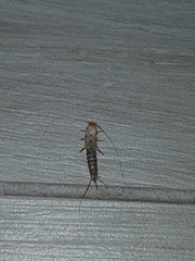 Ctenolepisma