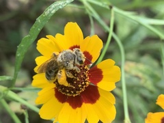 Andrena rudbeckiae