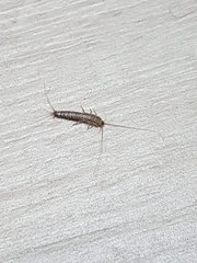 Ctenolepisma