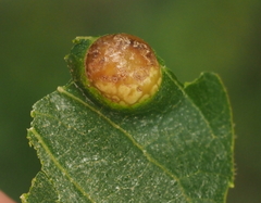 Phylloxera russellae