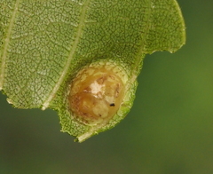 Phylloxera russellae