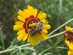 Andrena rudbeckiae
