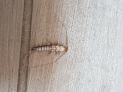 Ctenolepisma
