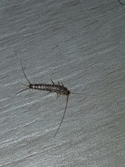 Ctenolepisma