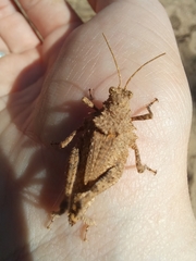 Ommexecha virens