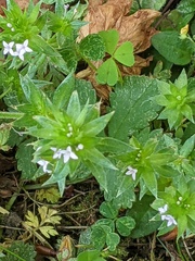 Sherardia arvensis