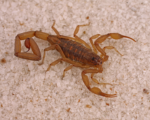Centruroides infamatus
