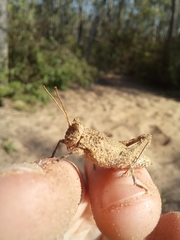 Ommexecha virens