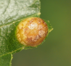 Phylloxera russellae