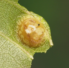 Phylloxera russellae