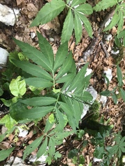 Cardamine heptaphylla