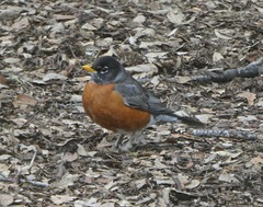 Turdus migratorius