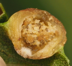 Phylloxera russellae