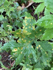 Puccinia hydrophylli