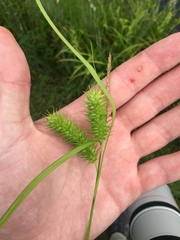 Carex lurida