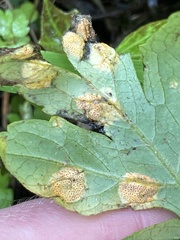 Puccinia hydrophylli