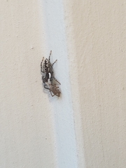 Menemerus semilimbatus