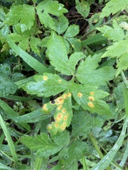 Puccinia hydrophylli