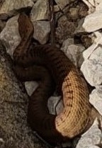 Vipera aspis aspis