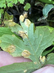 Puccinia hydrophylli