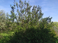 Rhamnus alaternus