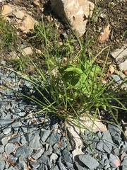 Carex cumulata