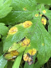 Puccinia hydrophylli
