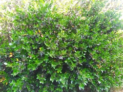 Rhamnus alaternus