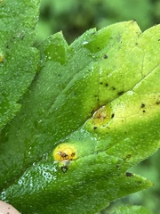 Puccinia hydrophylli