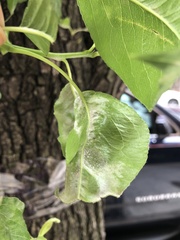 Podosphaera leucotricha