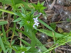 Sherardia arvensis