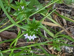 Sherardia arvensis