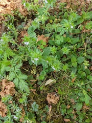 Sherardia arvensis